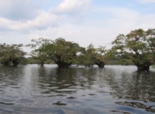 Imagen Lagunas Cuyabeno